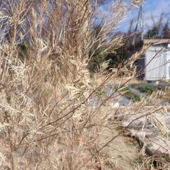 完全に枯れてしまったティートゥリー