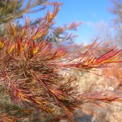 紅葉したティートゥリー