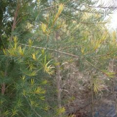 昨年の枝先から若葉を出し始めたティートゥリー