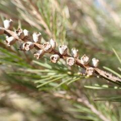 越冬したティートゥリーには昨年花が咲いた枝に種が出来ていました