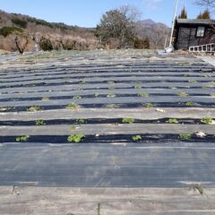 鹿にほぼ全ての葉を食べられたブラックマロウはここまで回復しています