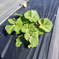 大きいものはこんなに葉を広げています