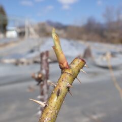 農場のローズも葉先が出ています
