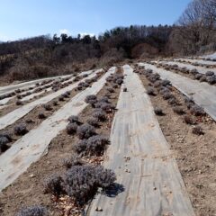 農場のラベンダー畑