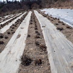 春剪定作業をしました