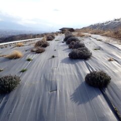 農場のラベンダー・グロッソ畑