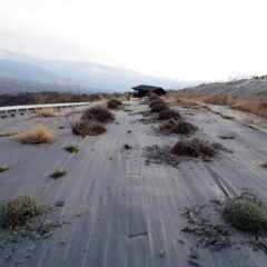 春剪定作業をしました