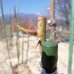 事務局前のローズの芽が伸び始めました