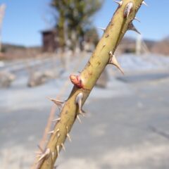 農場のローズの芽が動き出しました
