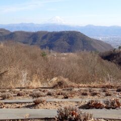 剪定の終わったラベンダー畑から富士山を望む