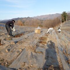 ローズ畑では枯れた株の植え替え作業中