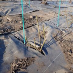 植え替えをした新しい株