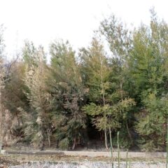 ティートゥリーは同じ大きさに育っていても冬の寒さに対して個体差があります