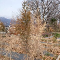 同じ株から出た2本の枝でも一方は寒さに耐えて越冬して、もう一方は寒さに耐えきれず枯れてしまいました