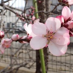 アーモンドが咲き始めました