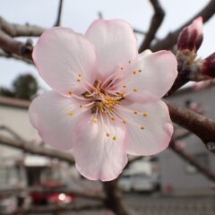 アーモンド開花