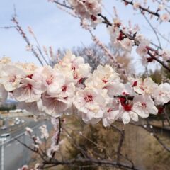 アプリコットは早くも咲き終わりです