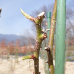 ローズの芽が伸び始めました