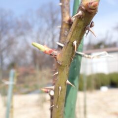 暖かな日が続きローズの芽が勢い良く伸び始めました
