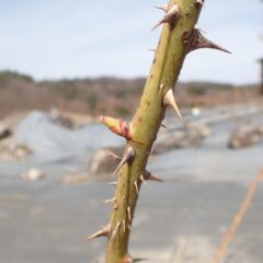 農場のローズも伸び始めたのがハッキリと分かります