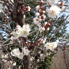 梅の花は次々に開き始めています