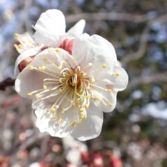 六弁の梅