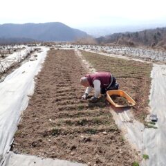 今日もカモマイル・ジャーマン畑では除草作業が続いています