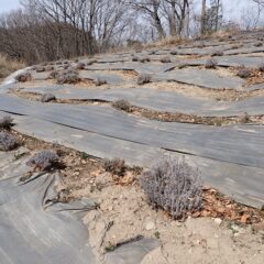 ラベンダー剪定作業の残り半分