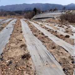 このラベンダー畑の剪定作業終了