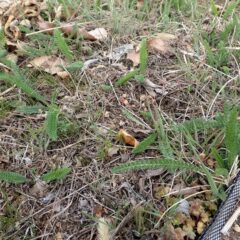 ヤローの新芽が出始めました