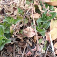 オレガノも新芽を出しました