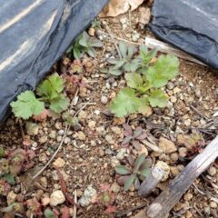 コリアンダーのこぼれ種が発芽しました