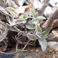 セージの新芽が株元から出て来ました