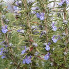 ローズマリーのマリンブルー