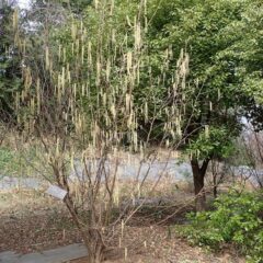 ヘーゼルナッツの雄花が長く伸びています