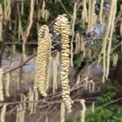 笠を広げて花粉を撒いています