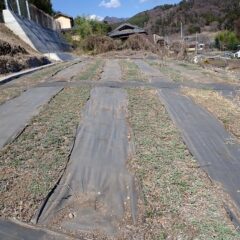 ヨモギ畑は遠くからでも分かる位に新芽が出ています