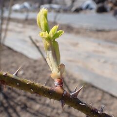 農場のローズも早いものは葉が出て来ました