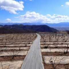 昨日降った雪が周りの山肌に残っていて天気は良いのですが風が凍る様に冷たいローズ畑