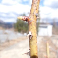 ローズの芽は急な寒さの中でも順調に成長しています