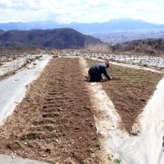真冬の寒さに戻った中でカモマイル・ジャーマン畑の除草作業中