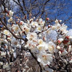 梅は花盛りになりました