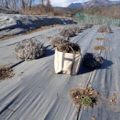 枯れてしまった株の片付け作業