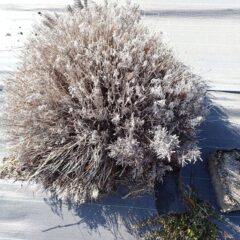 一部生きている株
