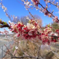 ひと足先に満開になったアプリコットは咲き終わって若葉が出始めました