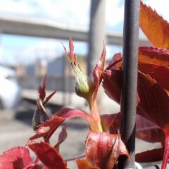 早いものは蕾が上がって来ました