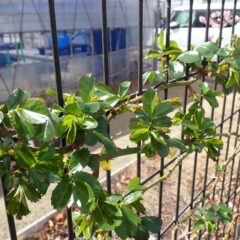 事務局前のつるバラは沢山の葉を広げています