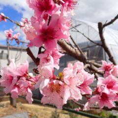 ネクタリンの花も満開です