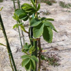 事務局前のローズは次々に葉を広げています