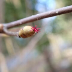 目立ちませんがヘーゼルナッツの雌花も咲き始めました